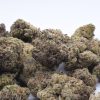 Black Hole Sun - Hybrid / Grade: 3A - Image 2